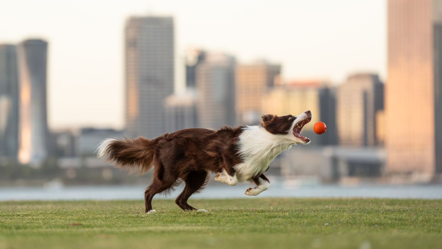 A Heeler leaps gracefully over water creating a dynamic action sequence.