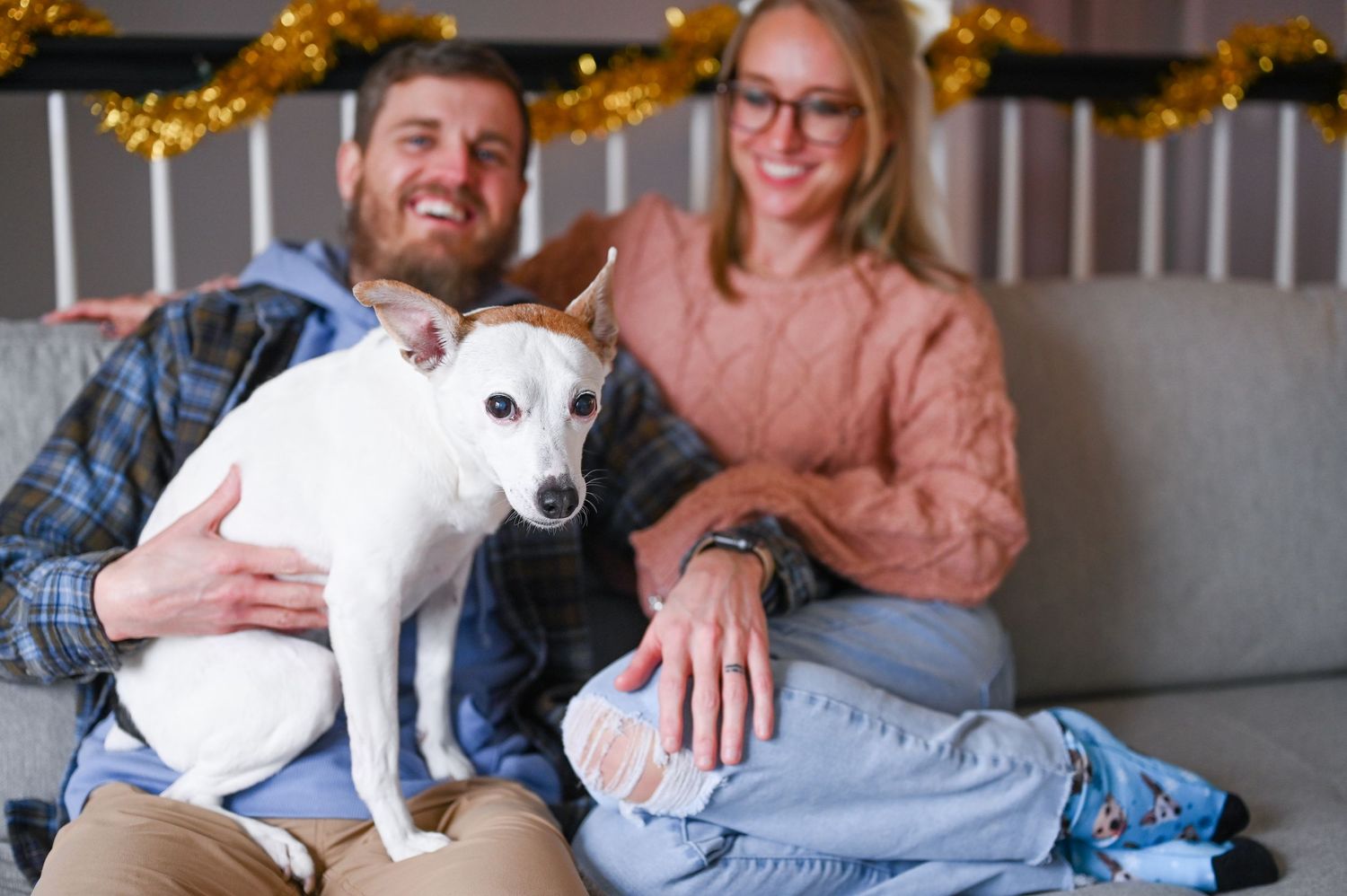 White chihuahua mix sits on couch with couple during holiday photo session.