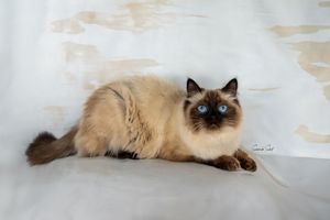 A graceful Siamese cat with cream-colored fur and dark points lounges elegantly on a light backdrop.