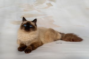 Seven sequential photos show a Siamese cat resting on a white surface, captured from different angles and positions.