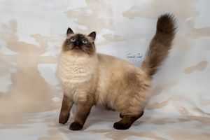 A Himalayan cat with dark points and cream colored fur stands elegantly against a light neutral background.