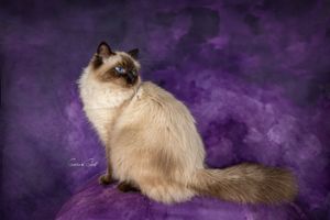 A Birman cat with cream-colored fur and dark points sits regally against a deep purple backdrop in a studio portrait.