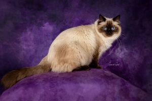 A series of elegant Birman cats with distinctive markings pose against a dark purple background in dramatic studio lighting.