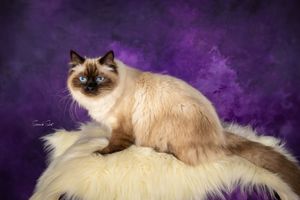 A regal Siamese cat perches majestically on a cream surface against a deep purple studio background.