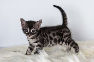 A small spotted Bengal kitten with green eyes stands alert on white fluffy fur.