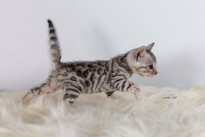 A silver Bengal kitten with spotted pattern walks on white furry rug displaying its distinctive markings.