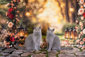 Two grey British shorthair cats pose together among roses and glowing lanterns in romantic garden scene.