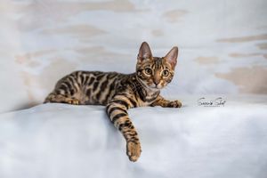 Bengal cat with distinctive spotted and striped markings lounges elegantly on white fabric in a professional studio setting.