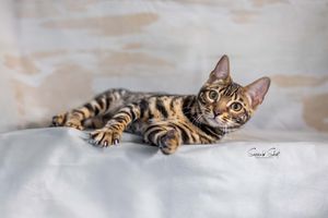 A Bengal cat with striking tabby markings lies relaxed on a light-colored fabric background.