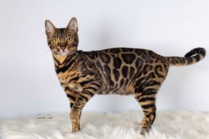 Beautiful Bengal cat with distinctive spotted markings and green eyes stretches along white bedding in a graceful pose.