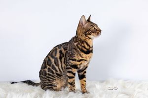A brown and black striped Bengal cat walks gracefully through pristine white snow creating a striking winter scene.