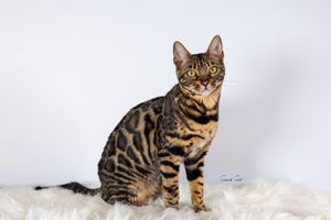 A Bengal cat with distinctive tabby markings plays and poses in clean white snow while showing off its striped coat and patterns.