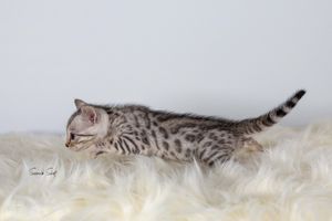 A tabby kitten stretches while walking across a white fluffy rug.