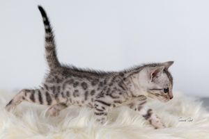 Small silver tabby kitten with spotted pattern stretches out playfully on white fur rug.