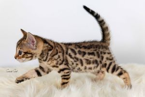Four progressive photos showing a striped Bengal cat gracefully leaping through the air against a white background.