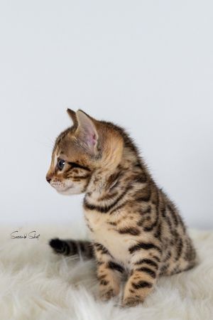 A playful striped kitten strikes different poses on a white fluffy surface showing its agile movement in sequence.