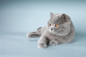 British shorthair cat with grey fur laying on blue background looking lazy and relaxed in studio lighting.