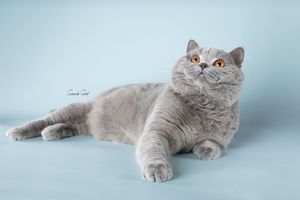 A lilac British Shorthair cat lies gracefully on a light blue background, showcasing its plush silver-gray coat and round features.