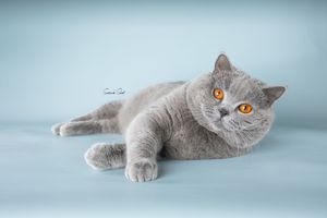 A British Shorthair cat with grey fur and bright orange eyes lounges on a light blue background.