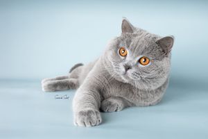 Beautiful British Shorthair cat with grey fur and bright orange eyes laying on light blue background.