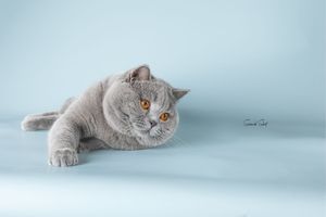 A sleepy British Shorthair cat with grey fur and amber eyes lying down on a light blue background.