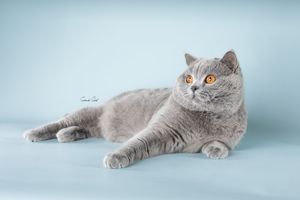 British shorthair cat with grey fur and orange eyes lying on light blue background in studio setting.