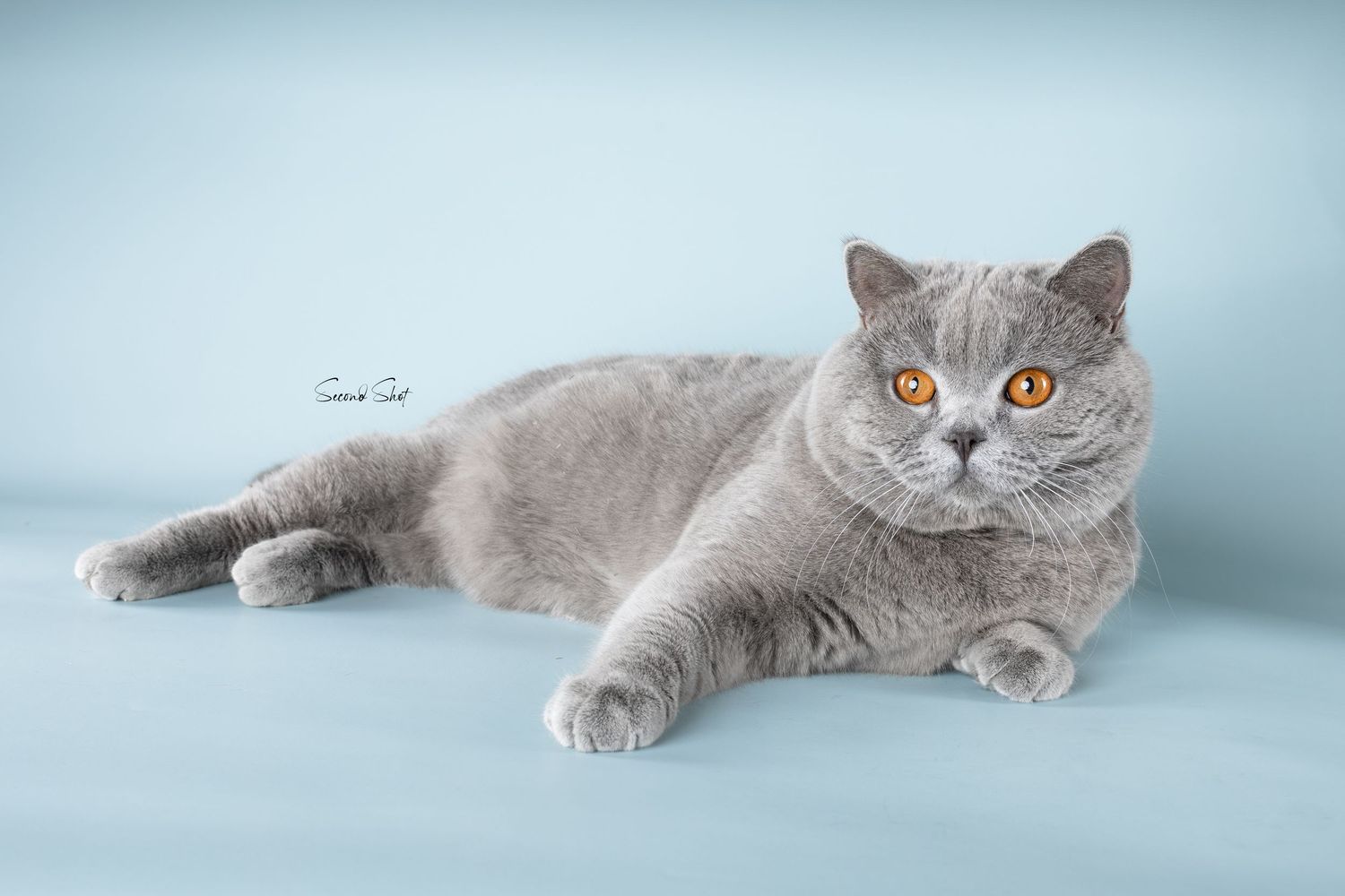 A British Shorthair cat with grey fur and bright orange eyes lies on a light blue background.