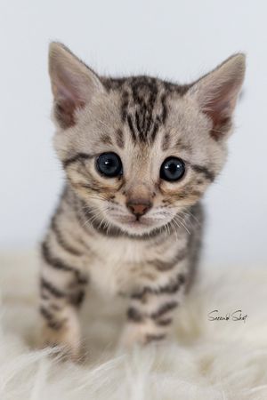 Adorable Bengal kitten with blue eyes and striped tabby markings poses on white fur background.