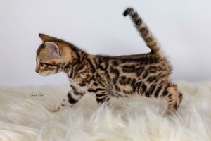 A flyball cat toy with motion blur shows a Bengal kitten chasing and jumping after the moving target.