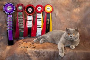 A grey British Shorthair cat rests beside colorful award ribbons on a brown textured background.