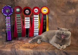 A British Shorthair cat yawning while laying next to colorful show ribbons and rosettes against a brown backdrop.