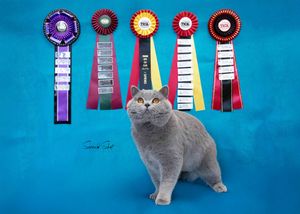 Grey British Shorthair cat standing proudly with colorful award ribbons against blue background.