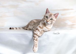 A snow bengal cat with striking spotted markings lies gracefully on white fabric, displaying its elegant spotted coat pattern.