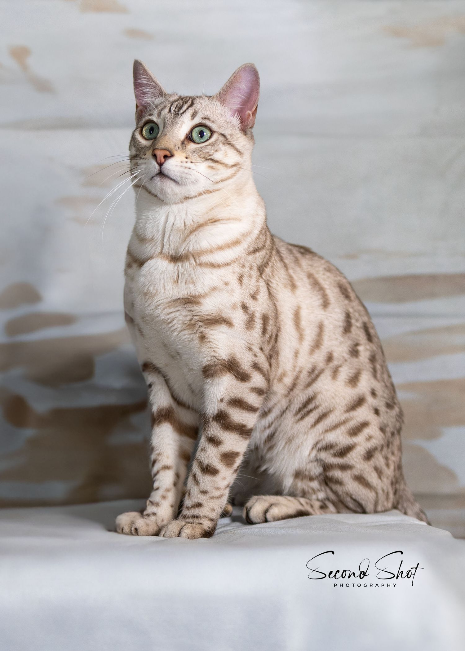 A silver Bengal cat with striking markings sits regally on a light-colored background, displaying its bright blue eyes.