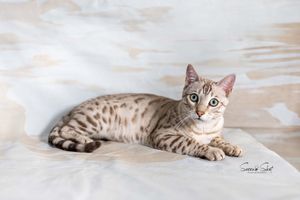 Adorable Bengal cat lounges gracefully on a white surface showcasing its beautiful spotted coat pattern.