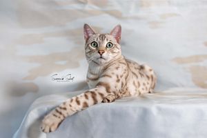 A Bengal cat with spotted fur pattern lounges gracefully on a white surface in different relaxed poses.