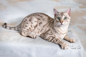 A silver Bengal cat with striking spotted markings lies on a white surface looking up with bright green eyes.