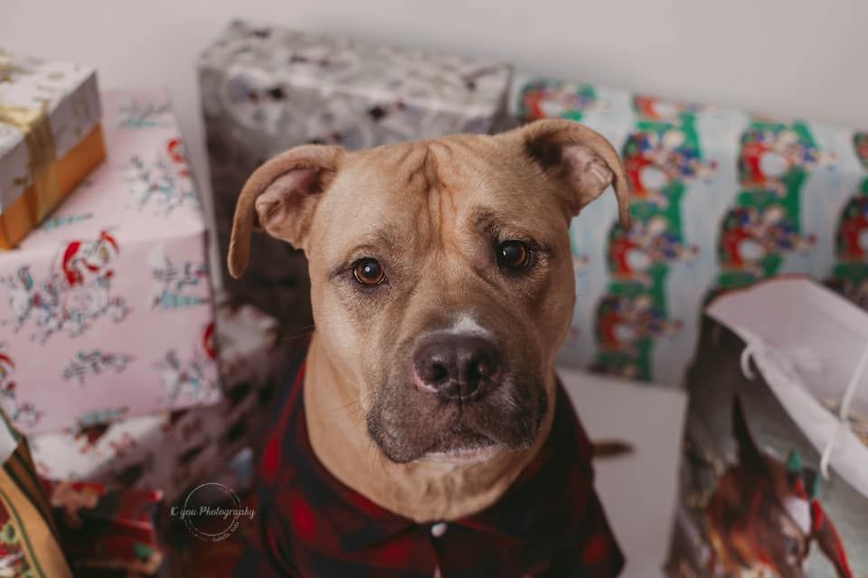 Tan pit bull dog wearing a plaid shirt sitting among colorful Christmas wrapped presents in a holiday photo.
