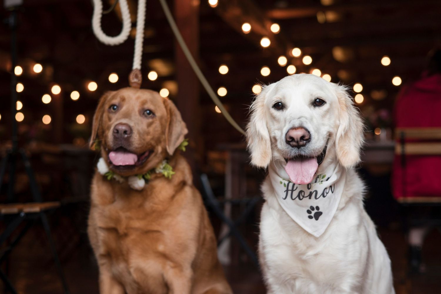 Two dogs, a golden retriever and white dog wearing bandanas, posing together with bokeh lights in background.