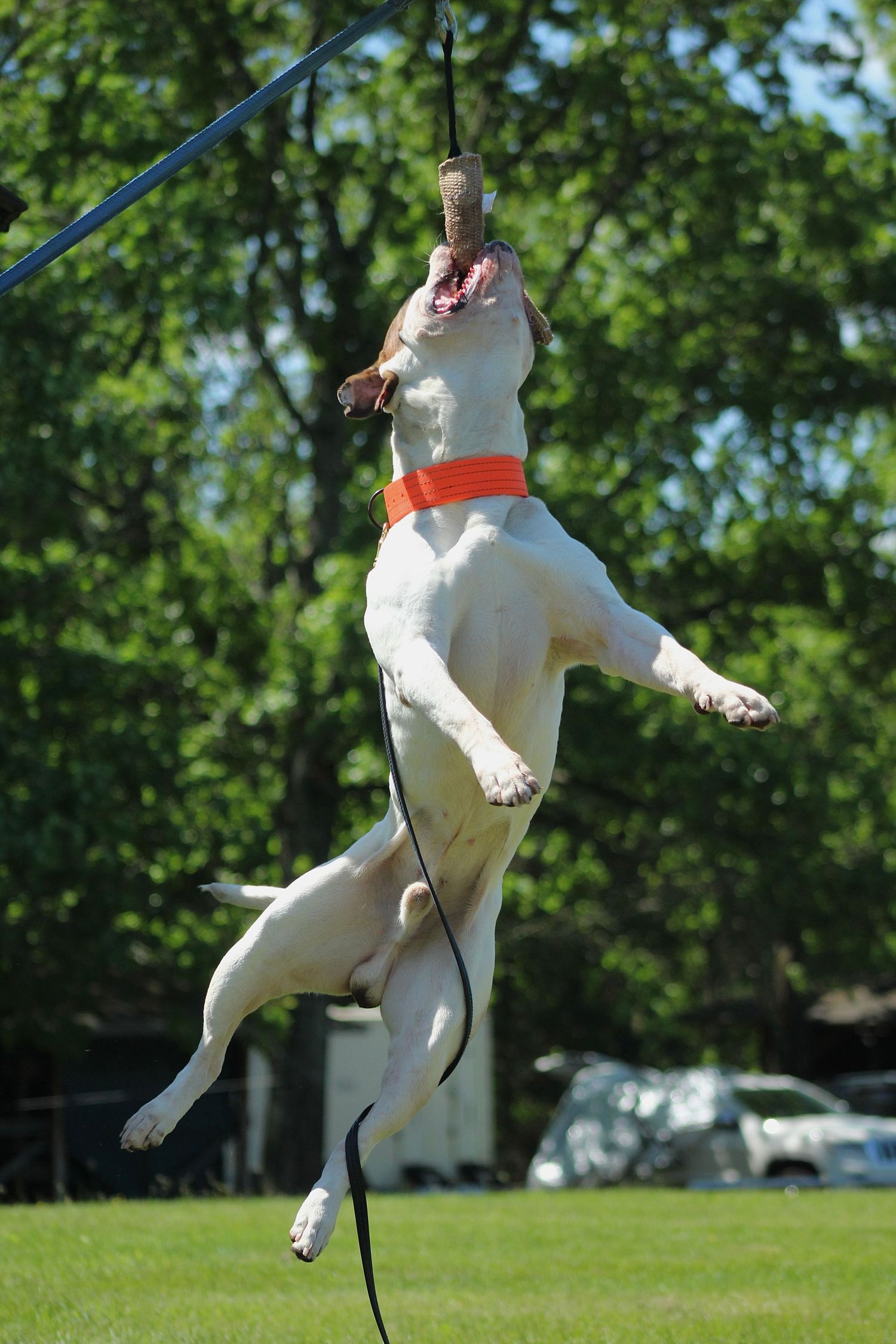 American Bulldog spring pole