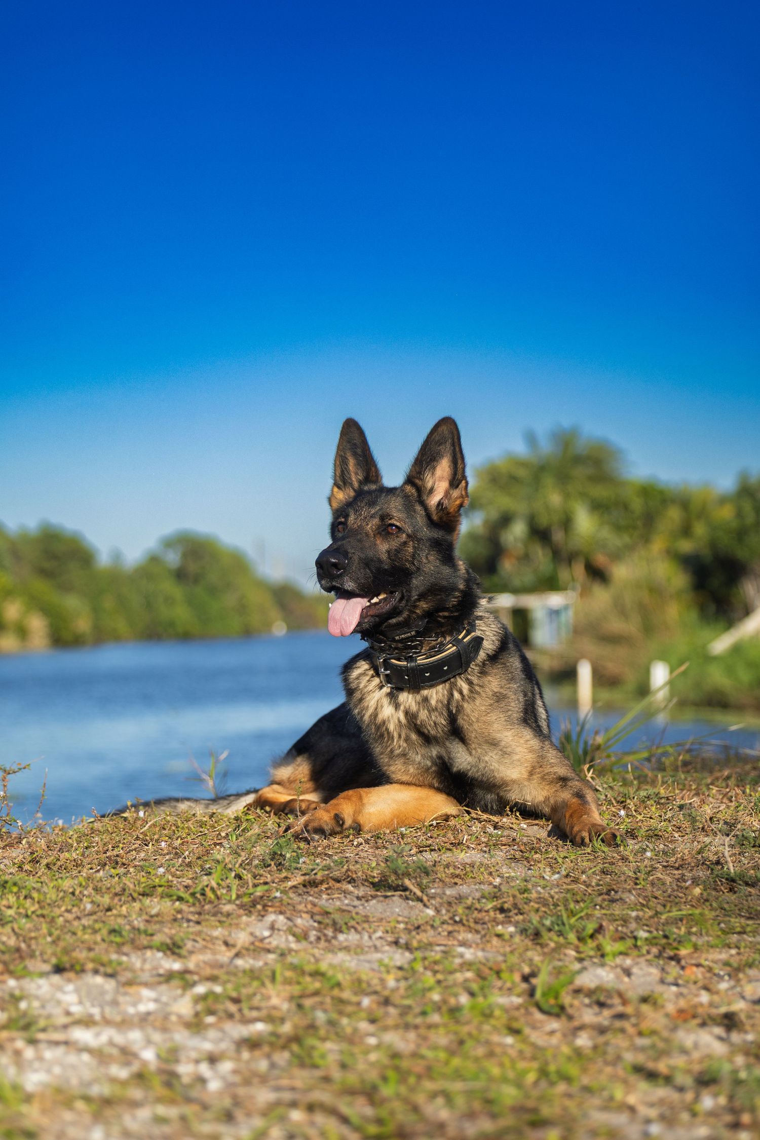 German Shepherd dog relaxing on grassy shoreline with water view.