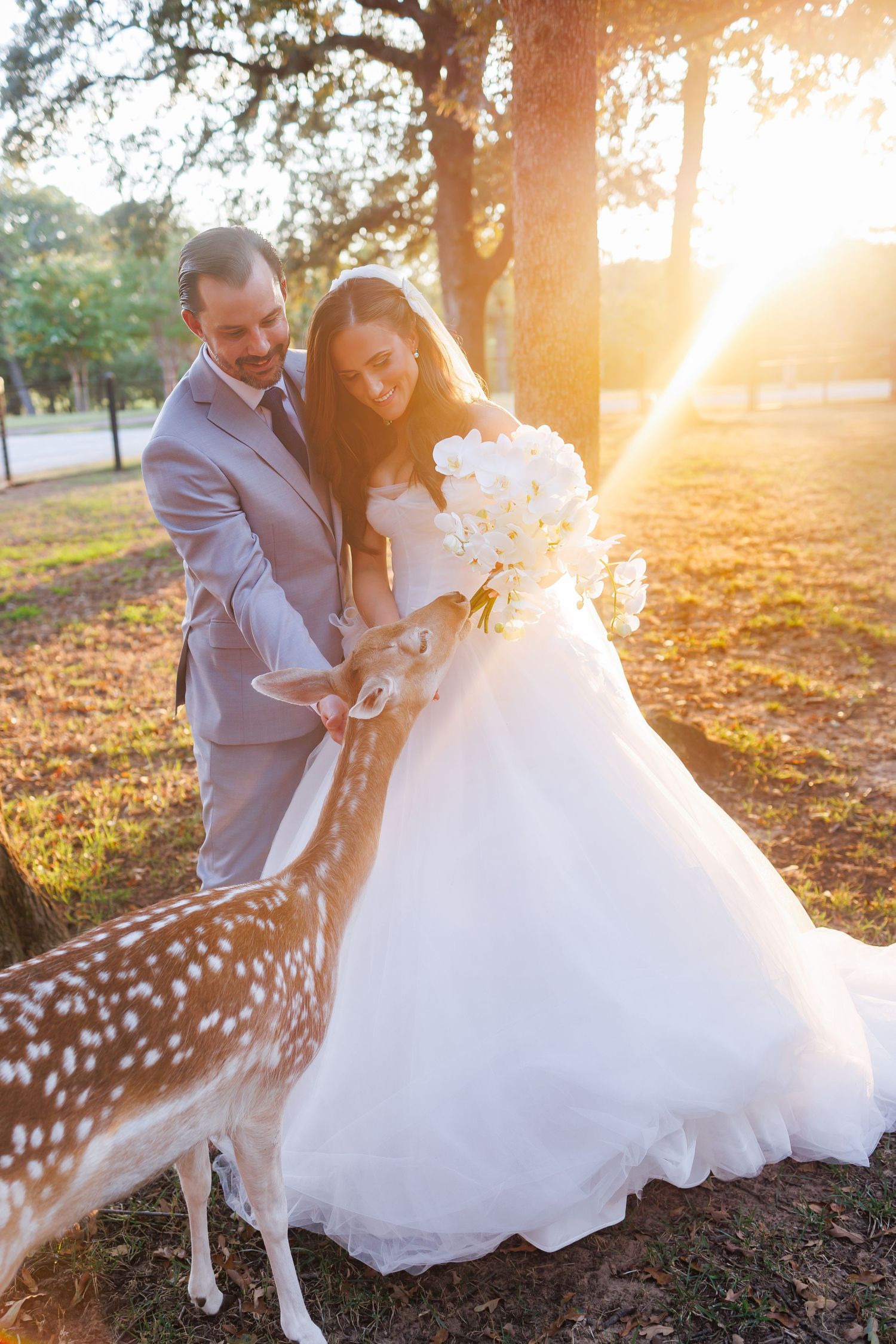 A couple in wedding attire stands together at sunset at Bella Cavalli while a spotted deer approaches them in a park setting.