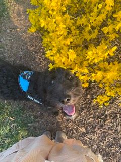 Dog with blue collar looking up at yellow forsythia bush in garden.