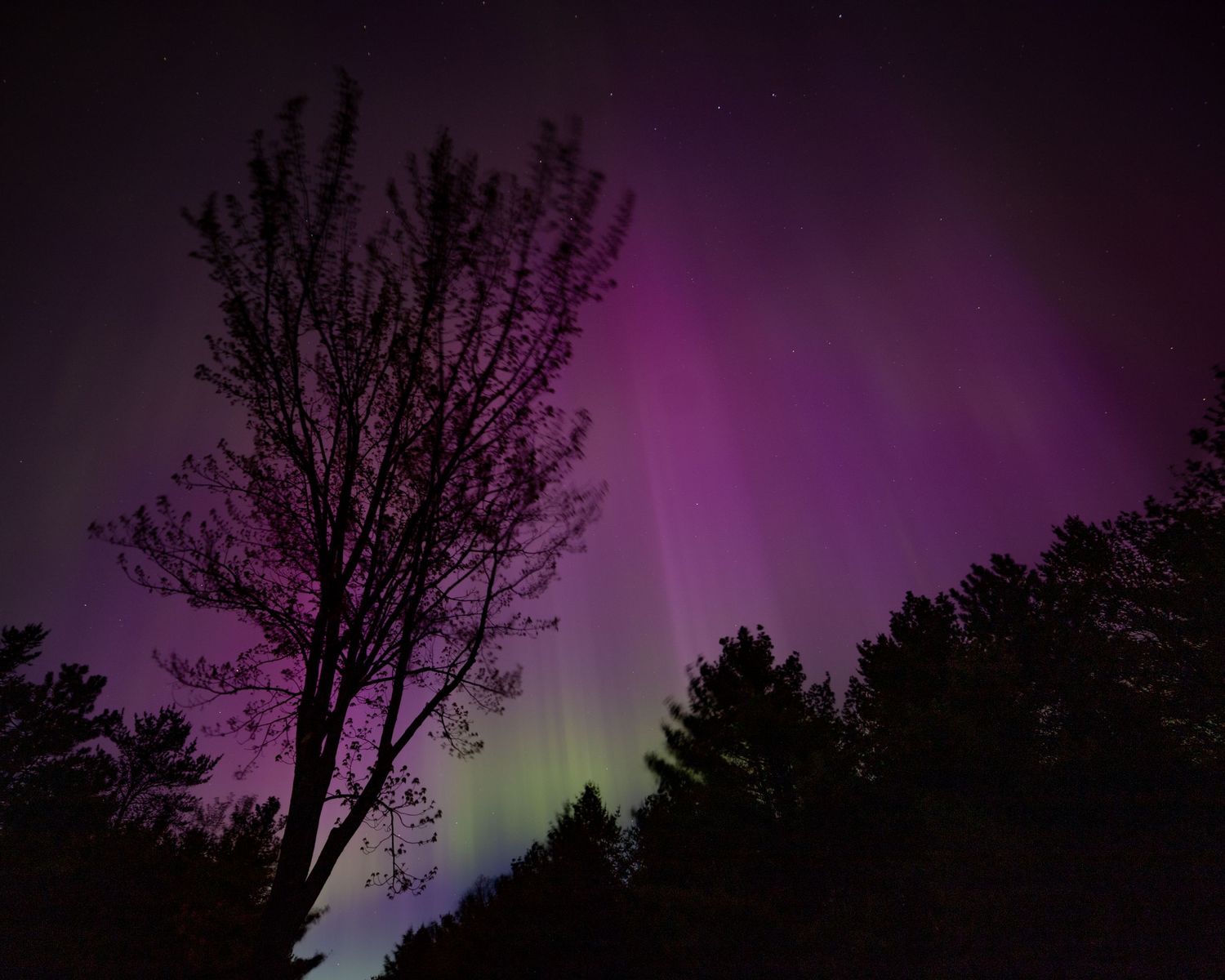 aurora borealis with the silhouette of trees