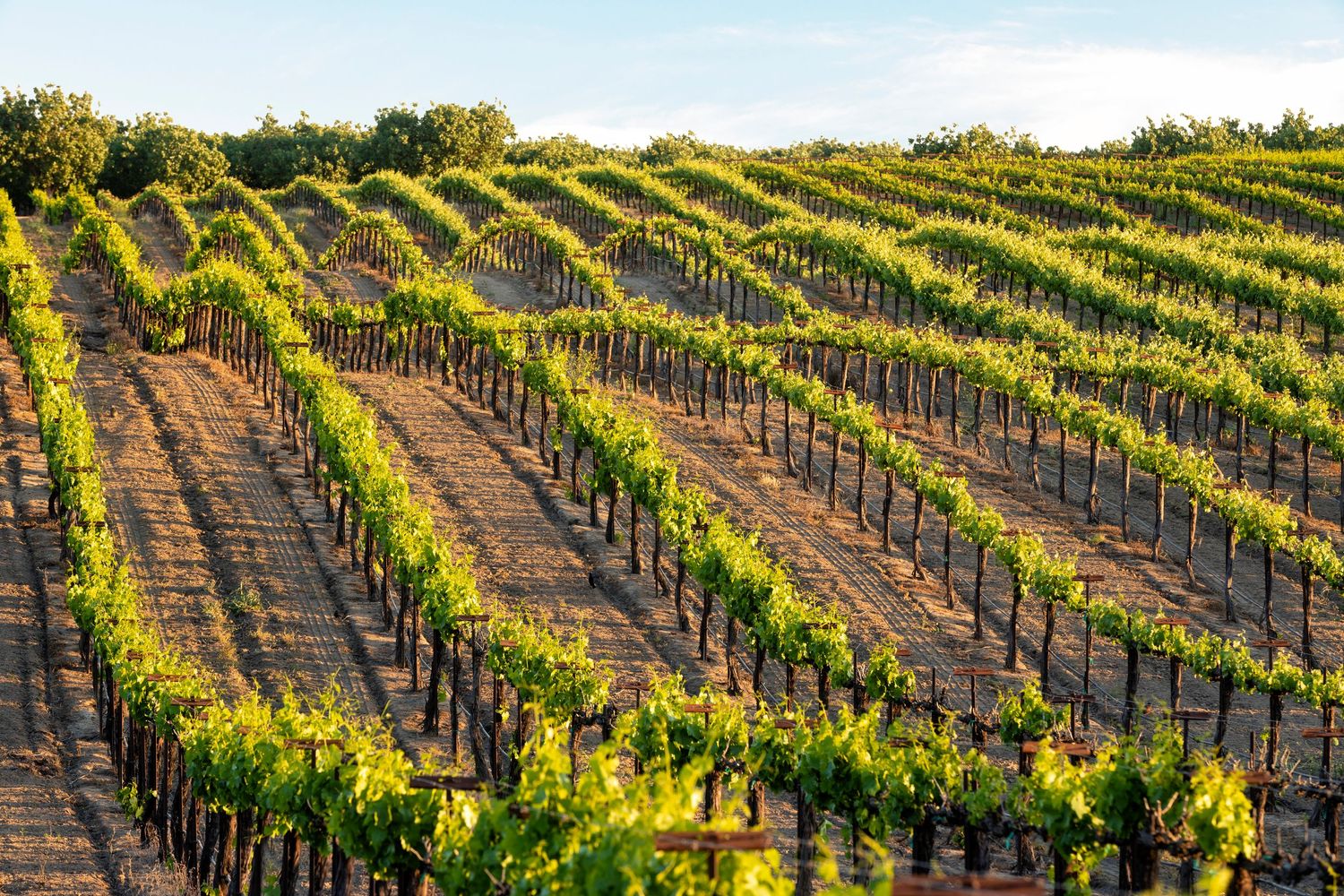 Rolling hillside vineyard with neat rows of grapevines basking in golden sunlight. Toca Madera Winery