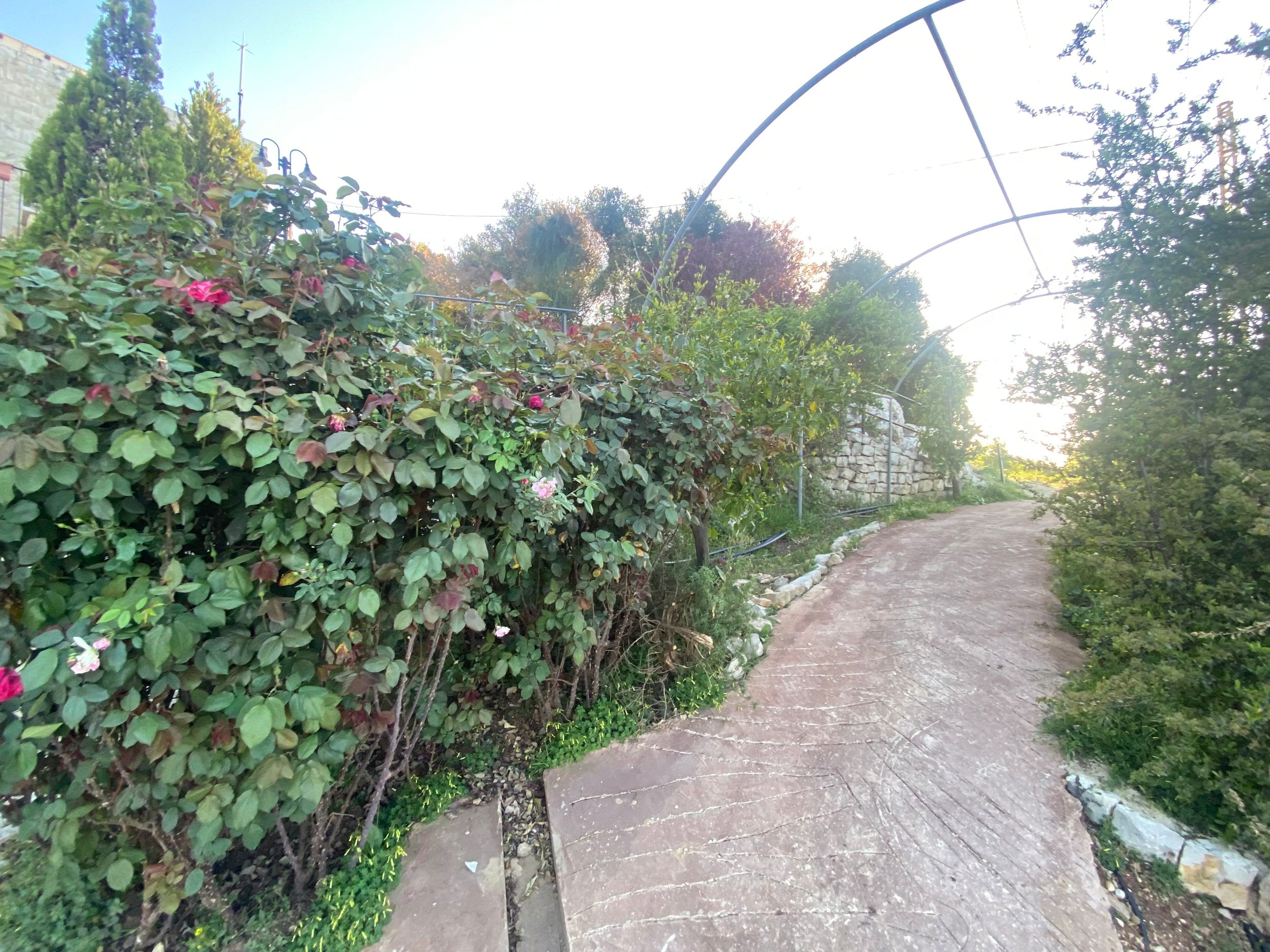 A curved garden path with green vines and foliage growing along wooden arches on a sunny day.