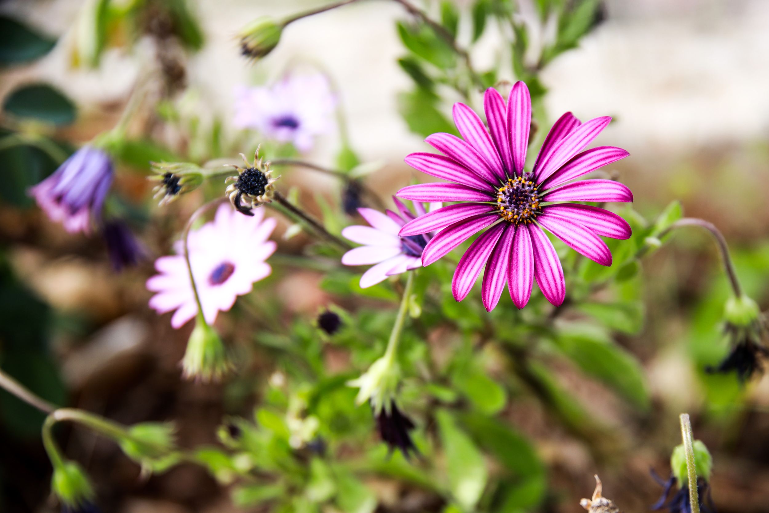 A vibrant pink daisy flower with a bee approaching to collect pollen in a garden setting.