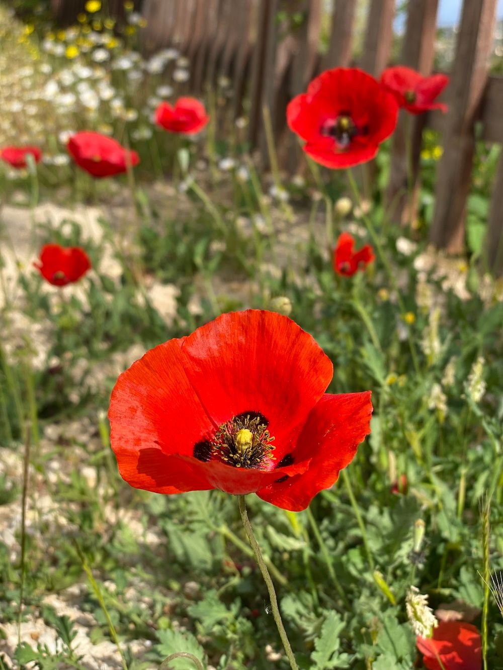 Vibrant red poppies bloom in a garden with delicate white flowers and a wooden fence in the background.