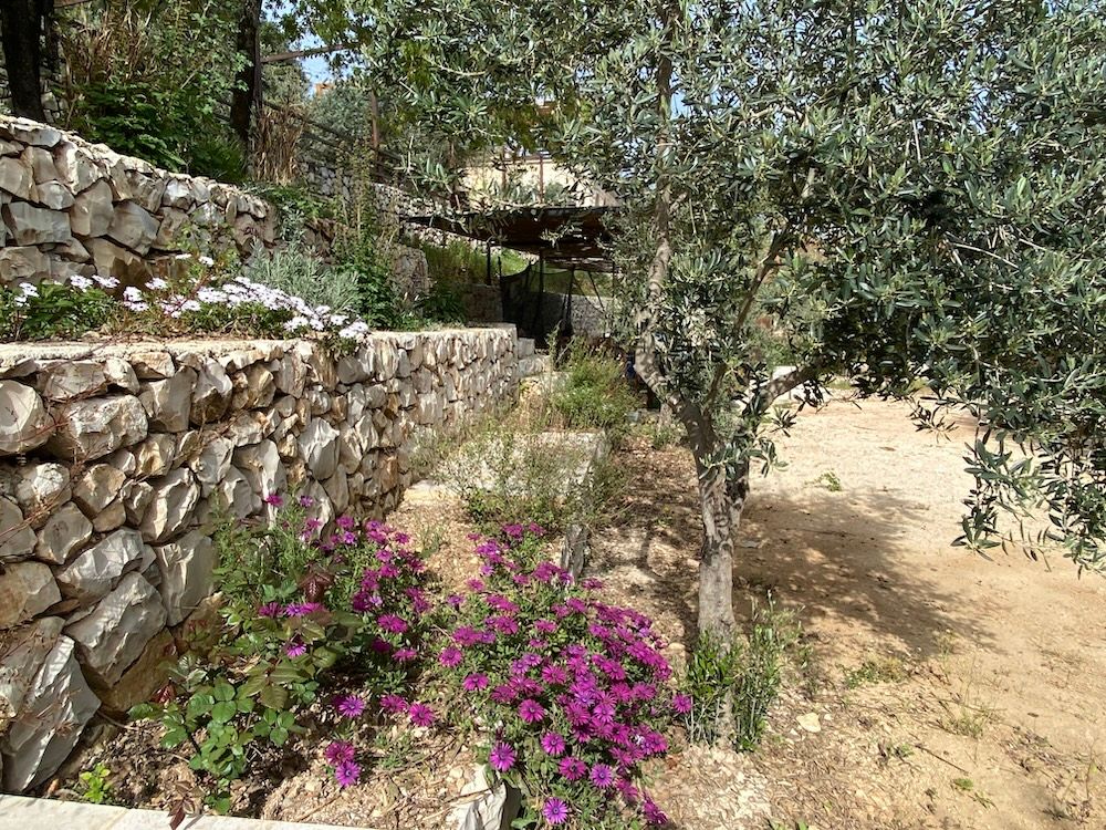 Stone retaining wall with purple wildflowers and olive trees along a rustic Mediterranean garden path.