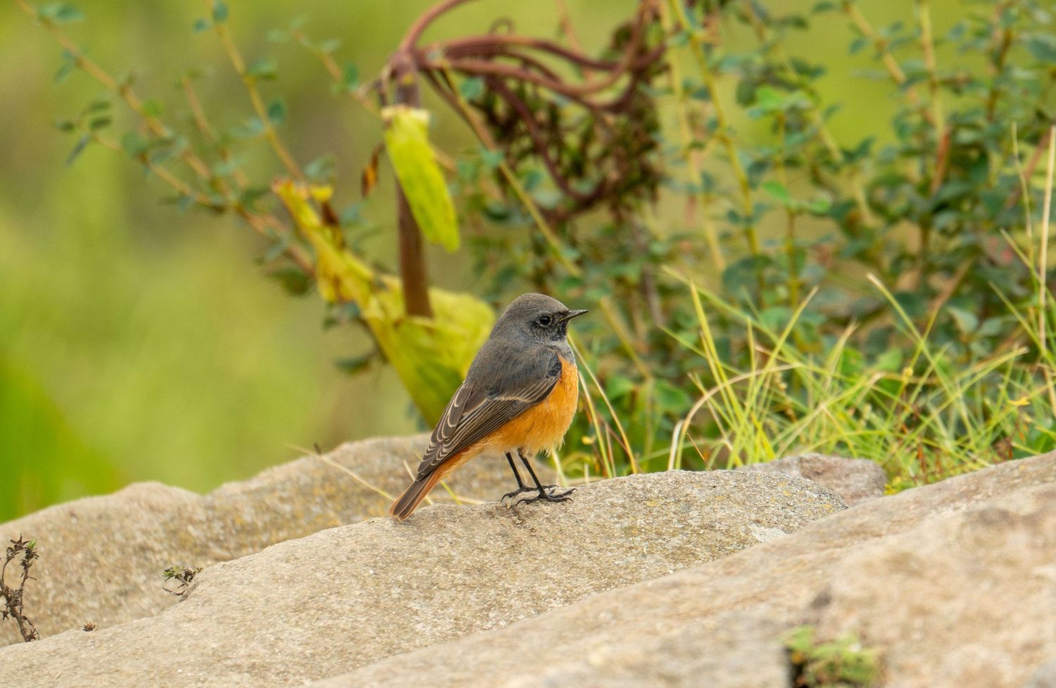 Yellow-breasted bird sitting on natural ground among green vegetation.
